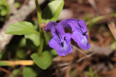 Scutellaria hispidula, photographed by Arturo Castro Castro
