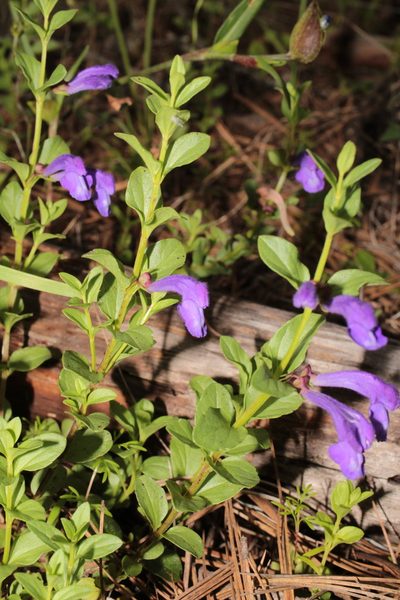 Scutellaria hispidula, photographed by Arturo Castro Castro