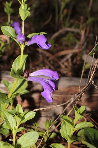 Scutellaria hispidula, photographed by Arturo Castro Castro