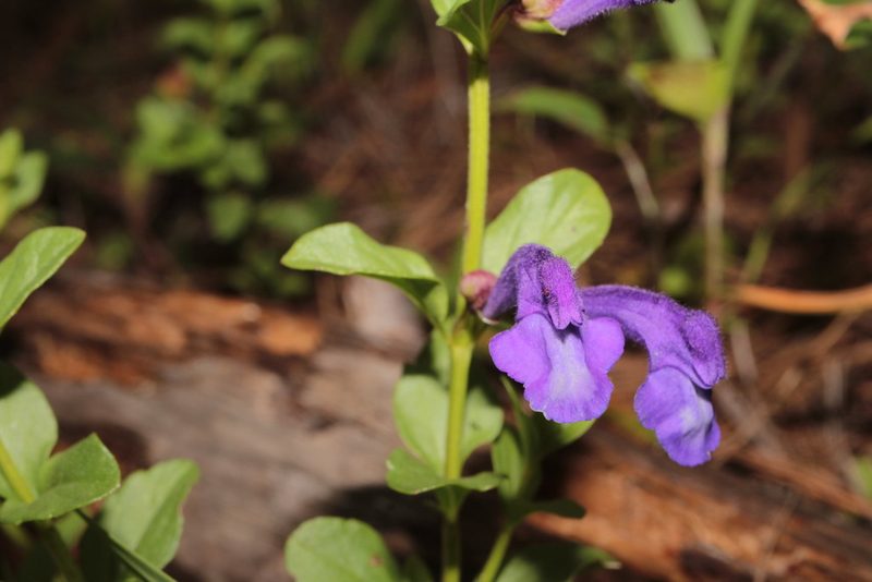 Scutellaria hispidula, photographed by Arturo Castro Castro