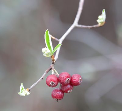 Aronia arbutifolia, photographed by Lauren McLaurin