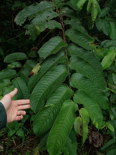 Banara guianensis, photographed by Nolan Exe