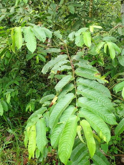 Banara guianensis, photographed by Nolan Exe