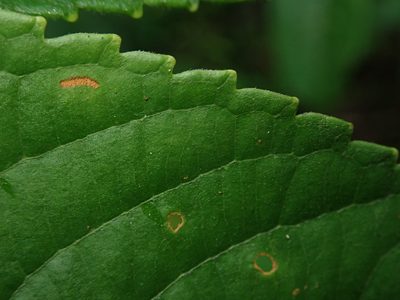Banara guianensis, photographed by Nolan Exe