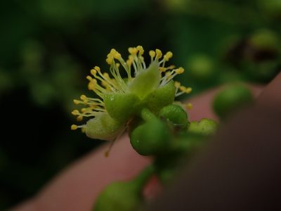 Banara guianensis, photographed by Nolan Exe
