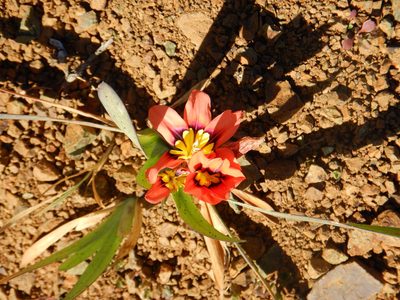 Sparaxis tricolor, photographed by Jake McCumber