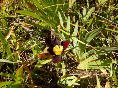 Sparaxis tricolor, photographed by Jake McCumber