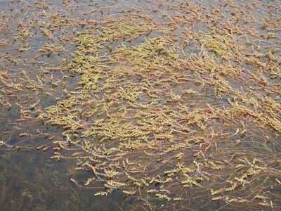 Myriophyllum quitense, photographed by María Regina Silva