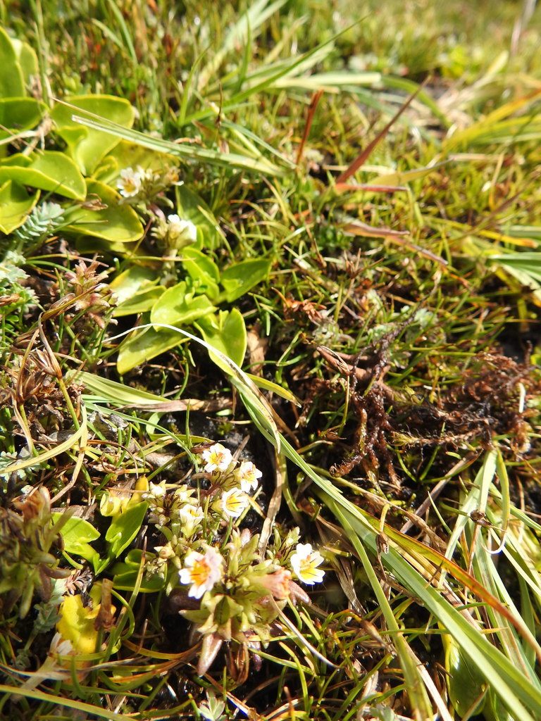 Euphrasia antarctica, photographed by María Regina Silva
