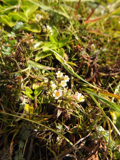 Euphrasia antarctica, photographed by María Regina Silva