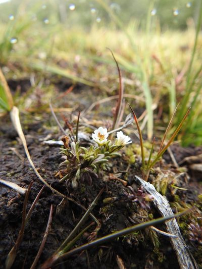 Euphrasia antarctica, photographed by María Regina Silva