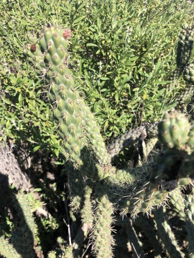 Cylindropuntia californica, photographed by Stevie Steele