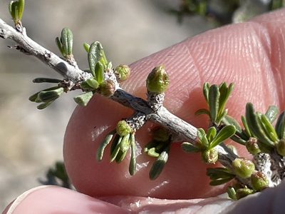 Prunus fasciculata, photographed by Bobby McCabe