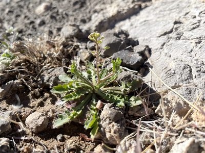 Lepidium lasiocarpum, photographed by Bobby McCabe