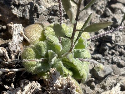 Tomostima cuneifolia, photographed by Bobby McCabe
