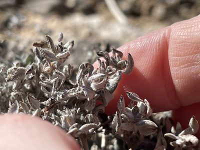 Tiquilia canescens, photographed by Bobby McCabe