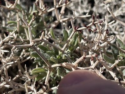 Eriogonum heermannii, photographed by Bobby McCabe