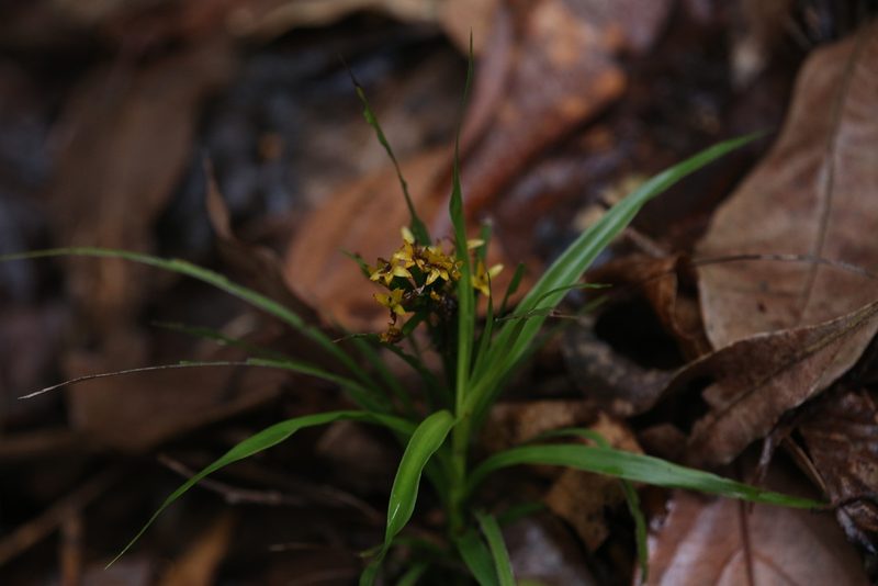 Apostasia wallichii, photographed by Hugo Innes