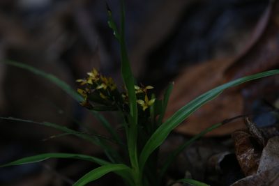 Apostasia wallichii, photographed by Hugo Innes