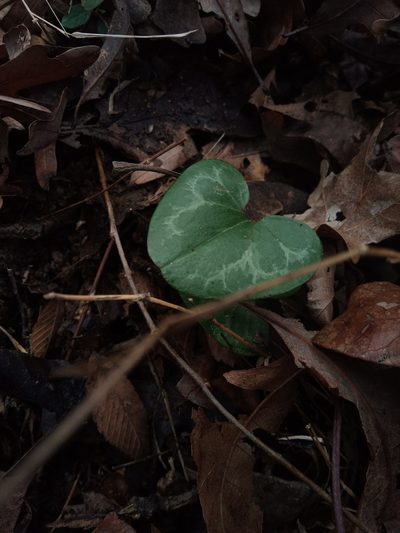 Asarum lewisii, photographed by C.