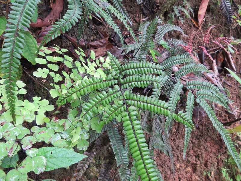 Adiantum pyramidale, photographed by Светлана Царахова