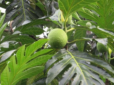 Artocarpus altilis, photographed by Светлана Царахова