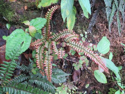 Adiantum pyramidale, photographed by Светлана Царахова