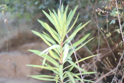 Lobelia excelsa, photographed by Steven Bodzin