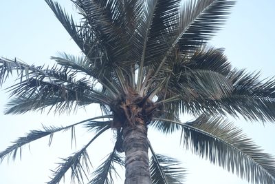 Jubaea chilensis, photographed by Steven Bodzin