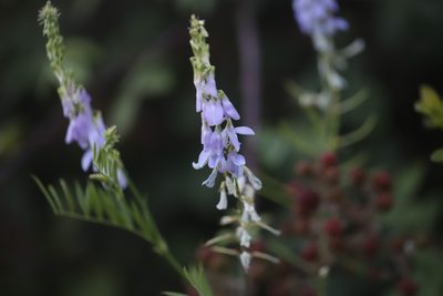 Galega officinalis, photographed by Steven Bodzin