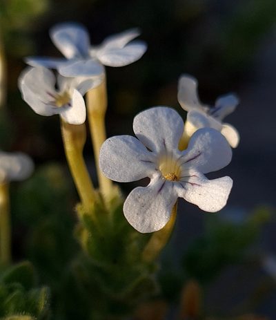 Jamesbrittenia maxii, photographed by Petra Holland