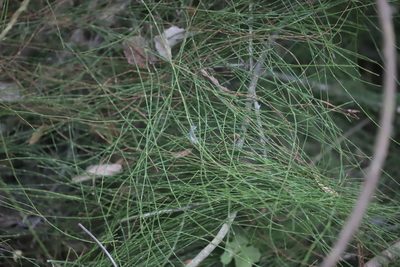 Equisetum bogotense, photographed by Steven Bodzin