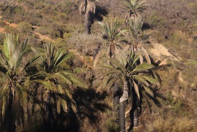 Jubaea chilensis, photographed by Steven Bodzin