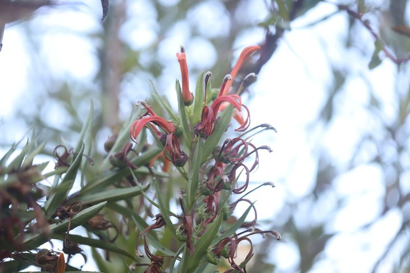 Lobelia excelsa, photographed by Steven Bodzin
