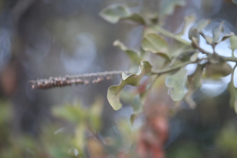 Escallonia pulverulenta, photographed by Steven Bodzin