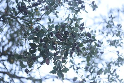 Quillaja saponaria, photographed by Steven Bodzin