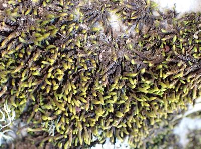 Braunia secunda, photographed by Nicola van Berkel
