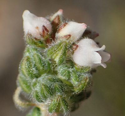 Erica oreotragus, photographed by Nicola van Berkel