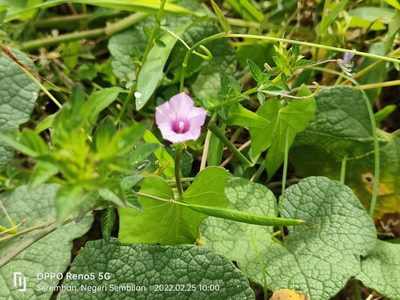 Ipomoea triloba, photographed by Ong Jyh Seng