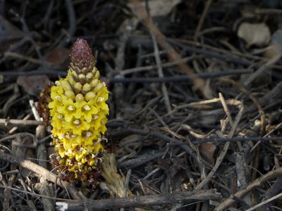 Cistanche tubulosa, photographed by Dinesh Valke