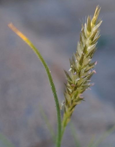 Enneapogon desvauxii, photographed by Petra Holland