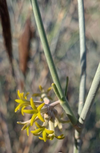 Leptadenia albida, photographed by Petra Holland