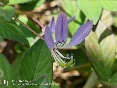 Cleome rutidosperma, photographed by Ong Jyh Seng