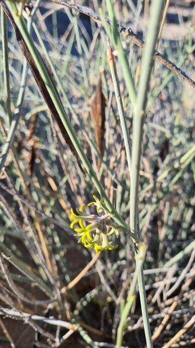 Leptadenia albida, photographed by Petra Holland