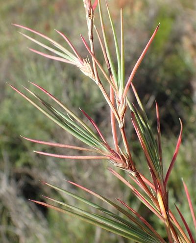 Cliffortia aculeata, photographed by Nicola van Berkel