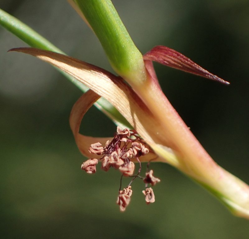Cliffortia aculeata, photographed by Nicola van Berkel