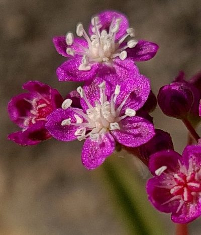 Gisekia africana, photographed by Petra Holland