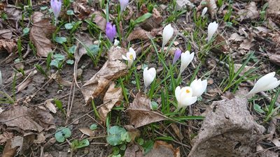Crocus heuffelianus, photographed by Juraj Ahel