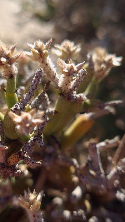 Arthraerua leubnitziae, photographed by Petra Holland