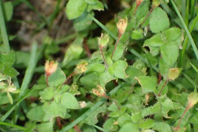 Crassula peculiaris, photographed by Nicola van Berkel